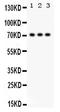 Sp2 Transcription Factor antibody, PB9557, Boster Biological Technology, Western Blot image 