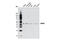 NDRG Family Member 3 antibody, 5846S, Cell Signaling Technology, Western Blot image 
