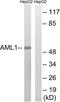 RUNX Family Transcription Factor 1 antibody, LS-C118347, Lifespan Biosciences, Western Blot image 