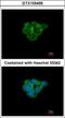 Cholinergic Receptor Nicotinic Alpha 3 Subunit antibody, GTX105495, GeneTex, Immunofluorescence image 