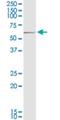 Protein Regulator Of Cytokinesis 1 antibody, H00009055-M03, Novus Biologicals, Western Blot image 