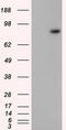 GDH antibody, LS-C115240, Lifespan Biosciences, Western Blot image 