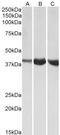Aldolase, Fructose-Bisphosphate A antibody, LS-C305844, Lifespan Biosciences, Western Blot image 