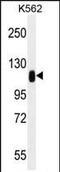 Tripartite Motif Containing 28 antibody, PA5-35079, Invitrogen Antibodies, Western Blot image 