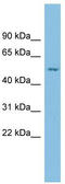 Estrogen Related Receptor Gamma antibody, TA338273, Origene, Western Blot image 