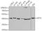 Aprataxin antibody, A5364, ABclonal Technology, Western Blot image 