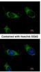 ADP/ATP translocase 3 antibody, NBP2-20394, Novus Biologicals, Immunofluorescence image 