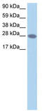 Transcription Elongation Factor A2 antibody, TA334027, Origene, Western Blot image 