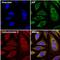 Apoptosis Inducing Factor Mitochondria Associated 1 antibody, MA5-15880, Invitrogen Antibodies, Immunofluorescence image 