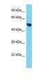 Translocase Of Inner Mitochondrial Membrane 50 antibody, orb331382, Biorbyt, Western Blot image 