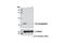 Beta-2-Microglobulin antibody, 9899S, Cell Signaling Technology, Western Blot image 