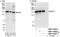 Inverted Formin, FH2 And WH2 Domain Containing antibody, NBP1-79025, Novus Biologicals, Western Blot image 