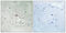 Neurotrophic Receptor Tyrosine Kinase 2 antibody, 79-869, ProSci, Immunohistochemistry paraffin image 