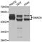 Mothers against decapentaplegic homolog 9 antibody, A7518, ABclonal Technology, Western Blot image 