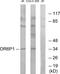 Olfactory Receptor Family 6 Subfamily P Member 1 antibody, GTX87910, GeneTex, Western Blot image 