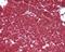 Solute Carrier Family 2 Member 1 antibody, 49-789, ProSci, Immunohistochemistry frozen image 