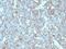 CD99 Molecule (Xg Blood Group) antibody, M01724, Boster Biological Technology, Immunohistochemistry frozen image 