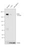 ERBB2 antibody, MA5-13105, Invitrogen Antibodies, Western Blot image 