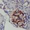 TBC1 Domain Family Member 22A antibody, FNab08512, FineTest, Immunohistochemistry frozen image 