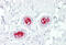 Mitogen-Activated Protein Kinase Kinase Kinase 5 antibody, MBS243989, MyBioSource, Immunohistochemistry frozen image 