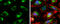 Citrate Synthase antibody, GTX628143, GeneTex, Immunofluorescence image 