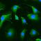 Ectonucleoside Triphosphate Diphosphohydrolase 1 antibody, NBP1-90071, Novus Biologicals, Immunofluorescence image 