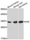 Ketohexokinase antibody, abx006954, Abbexa, Western Blot image 