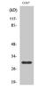 Glutamate-Cysteine Ligase Modifier Subunit antibody, A02948, Boster Biological Technology, Western Blot image 