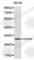 Cell Division Cycle Associated 8 antibody, A0675, ABclonal Technology, Western Blot image 