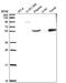 BRF1 RNA Polymerase III Transcription Initiation Factor Subunit antibody, PA5-65686, Invitrogen Antibodies, Western Blot image 