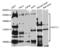 Host Cell Factor C1 antibody, orb135631, Biorbyt, Western Blot image 