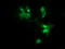 Fibronectin Type III Domain Containing 4 antibody, LS-C787628, Lifespan Biosciences, Immunofluorescence image 