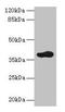 ADP Ribosylation Factor Interacting Protein 2 antibody, LS-C375246, Lifespan Biosciences, Western Blot image 