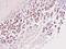 Tim1 antibody, NBP1-32404, Novus Biologicals, Immunohistochemistry frozen image 