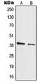 Mitochondrial Ribosomal Protein L3 antibody, orb215046, Biorbyt, Western Blot image 