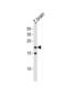 Transcription Factor 21 antibody, abx034941, Abbexa, Western Blot image 