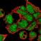 Zinc Finger Protein 691 antibody, NBP2-31858, Novus Biologicals, Immunofluorescence image 