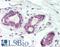 Homeobox C10 antibody, LS-B10576, Lifespan Biosciences, Immunohistochemistry frozen image 