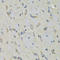 Ribonucleic Acid Export 1 antibody, LS-C334899, Lifespan Biosciences, Immunohistochemistry frozen image 