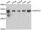 Heterogeneous Nuclear Ribonucleoprotein A1 antibody, orb248022, Biorbyt, Western Blot image 