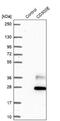 CD300e Molecule antibody, NBP1-84592, Novus Biologicals, Western Blot image 