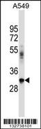BCL2 Interacting Protein 2 antibody, 57-022, ProSci, Western Blot image 