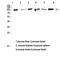 CD13 antibody, STJ97274, St John