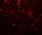 Phosducin Like 3 antibody, LS-B12151, Lifespan Biosciences, Immunofluorescence image 