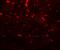 Phosducin-like protein 3 antibody, LS-B12151, Lifespan Biosciences, Immunofluorescence image 