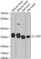 Orthopedia Homeobox antibody, GTX66178, GeneTex, Western Blot image 
