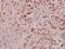 Interleukin 11 antibody, PA5-36544, Invitrogen Antibodies, Immunohistochemistry frozen image 