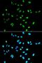 Paired Box 2 antibody, LS-C332346, Lifespan Biosciences, Immunofluorescence image 