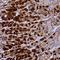 Cobalamin Binding Intrinsic Factor antibody, NBP1-81610, Novus Biologicals, Immunohistochemistry frozen image 