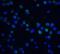 DFF40/CAD antibody, 2107, QED Bioscience, Immunofluorescence image 